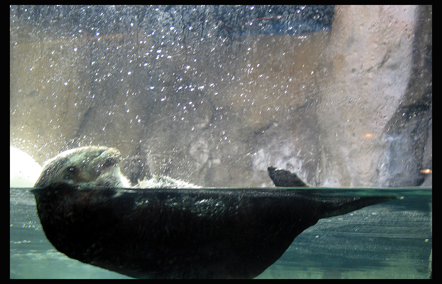 an otters life