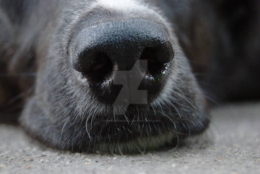 Dog nose