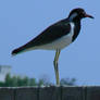 Alone Bird on wall