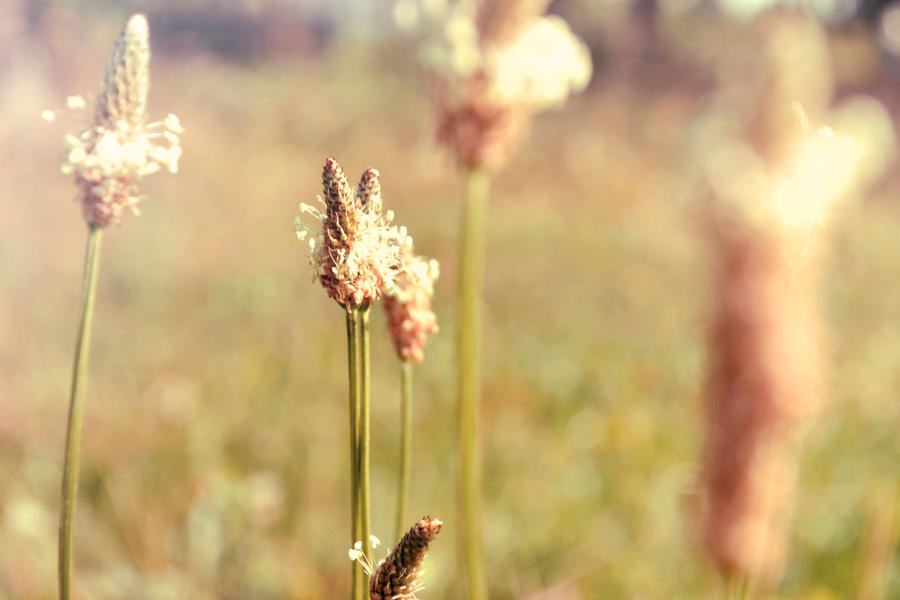 plants