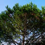 Pinus pinaster