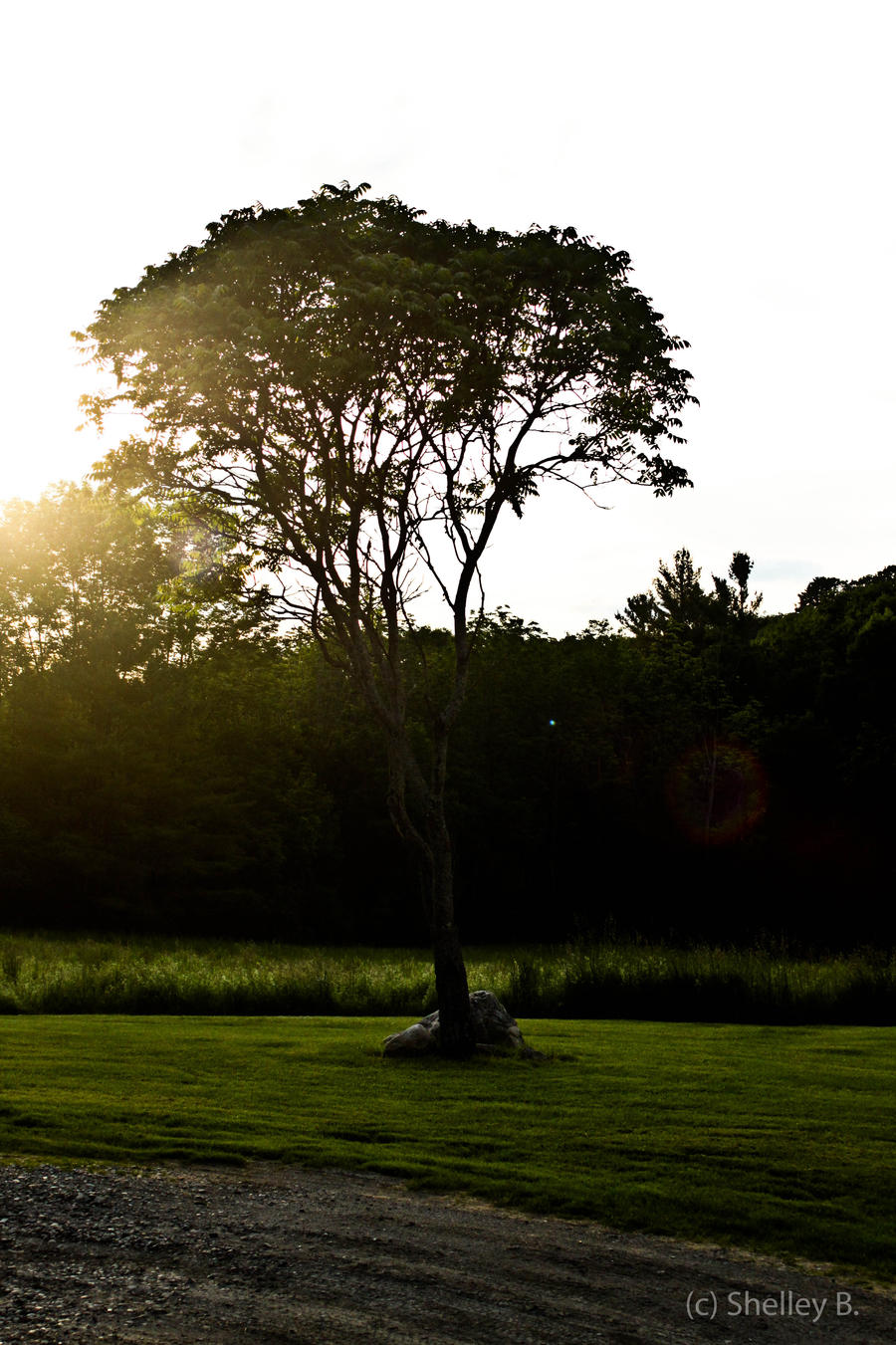 Evening Tree