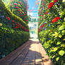 Rose Bush Walls