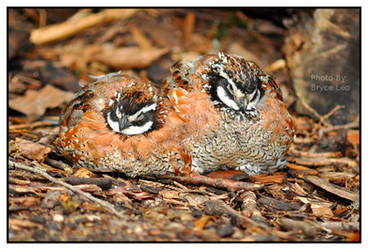 Brown Pheasant