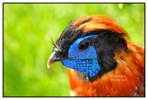 Satyr Tragopan