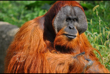 Male Orangutan 1