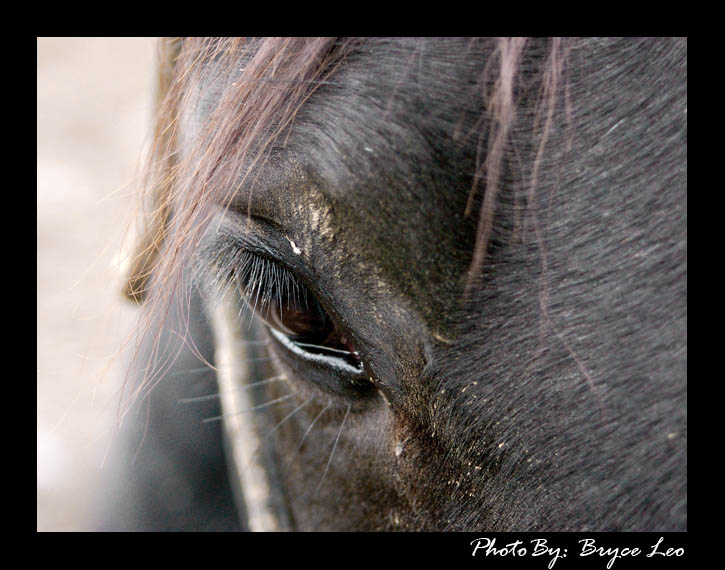 Standard Eye Shot