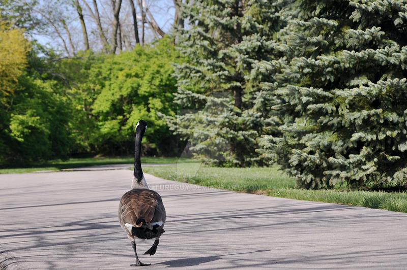 Goose Step by Turlguy on DeviantArt