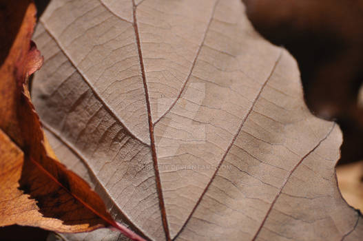 Macro Leaf