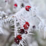 Spiked Berries