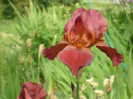 red flower