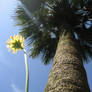 bajo la sombra de una flor