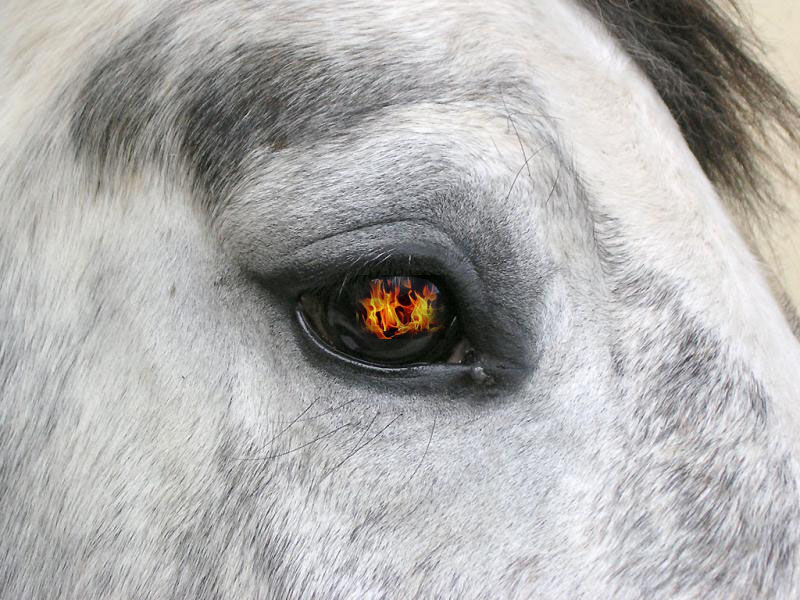 Fire Horse