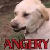 angery dog