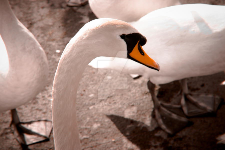 Ambleside Swan