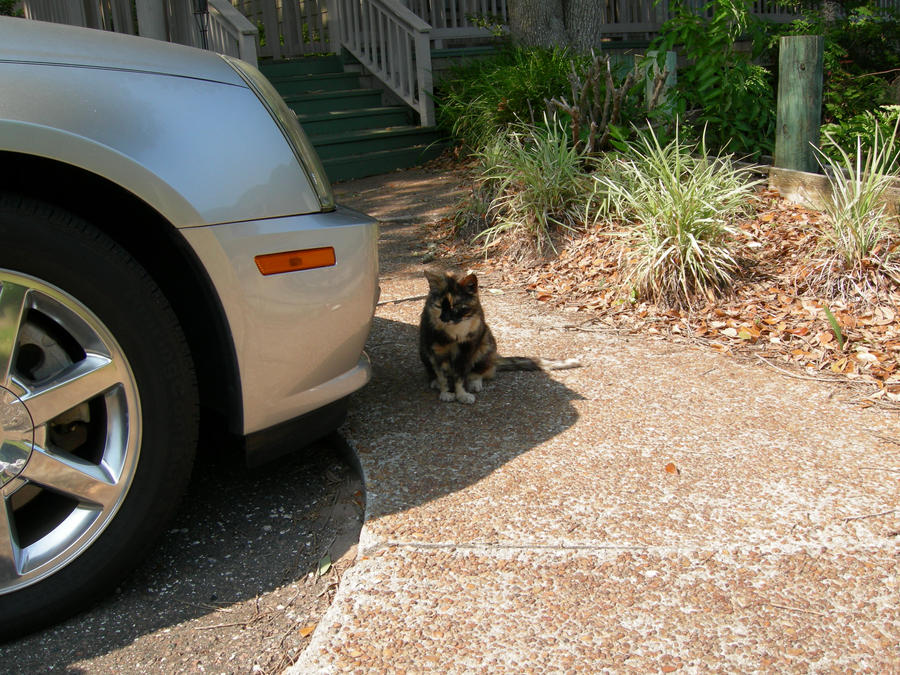 Calico Cat