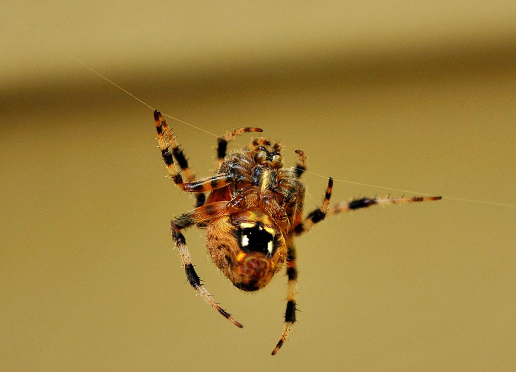 Backyard Series:Spider PullUps by bdkrt on DeviantArt