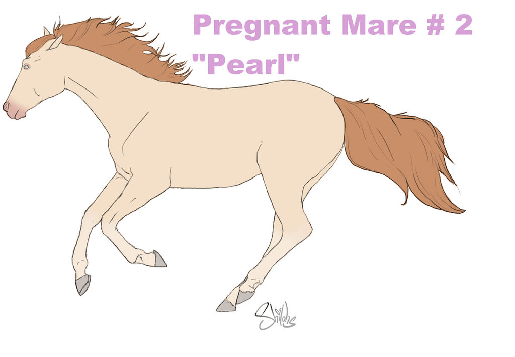 SOLD!-Pregnant Mare Adopt #2