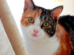 Calico by Amy15xx