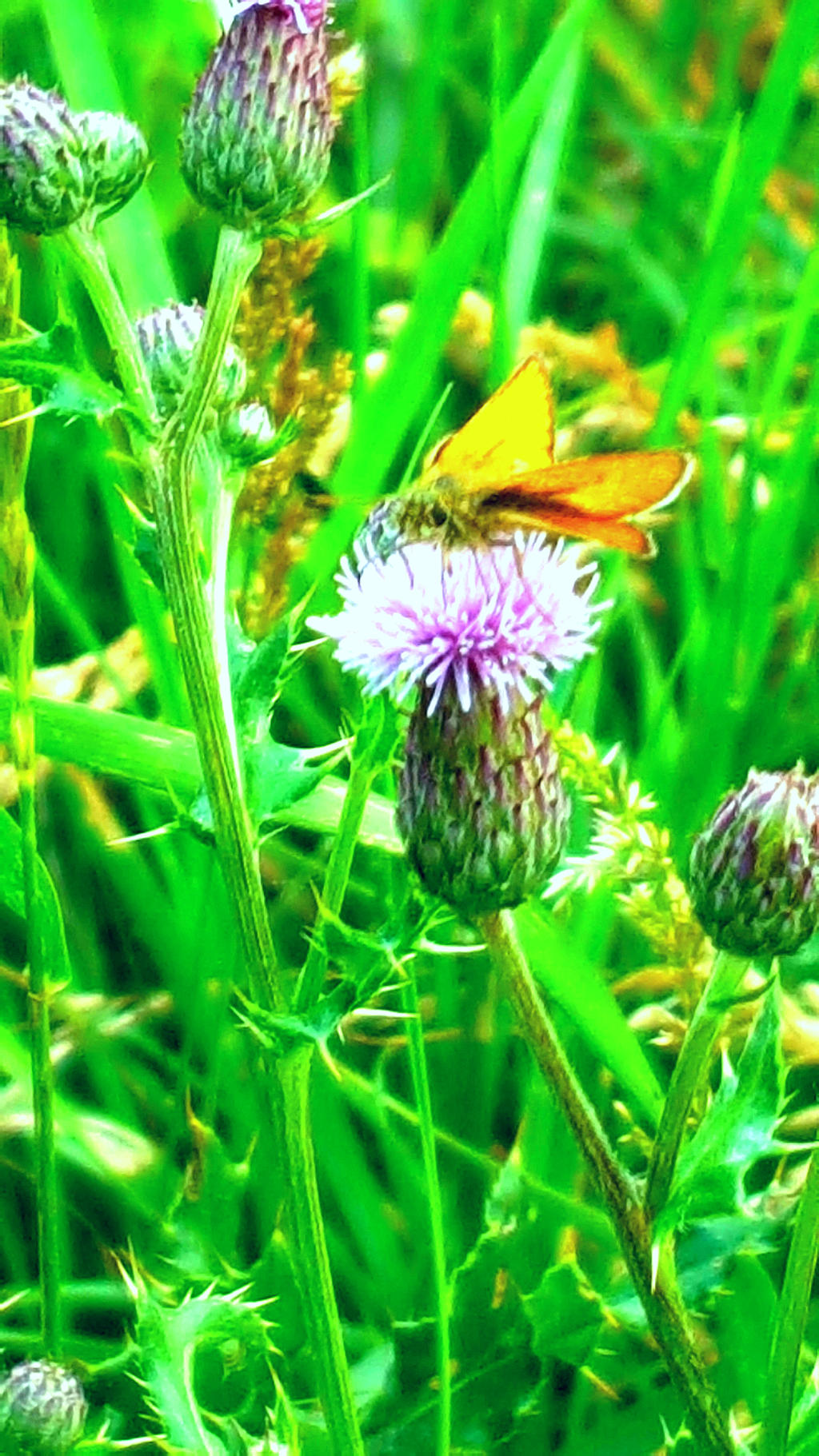 Butterfly flower