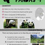 Giant Panda Infographic