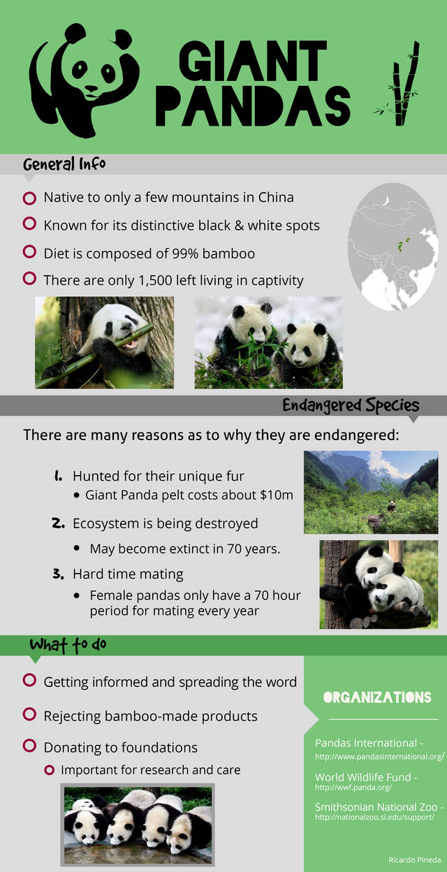 Giant Panda Infographic by RubiksMaster110 on DeviantArt