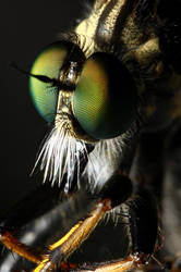 Portrait of a Fly III: Robber Fly