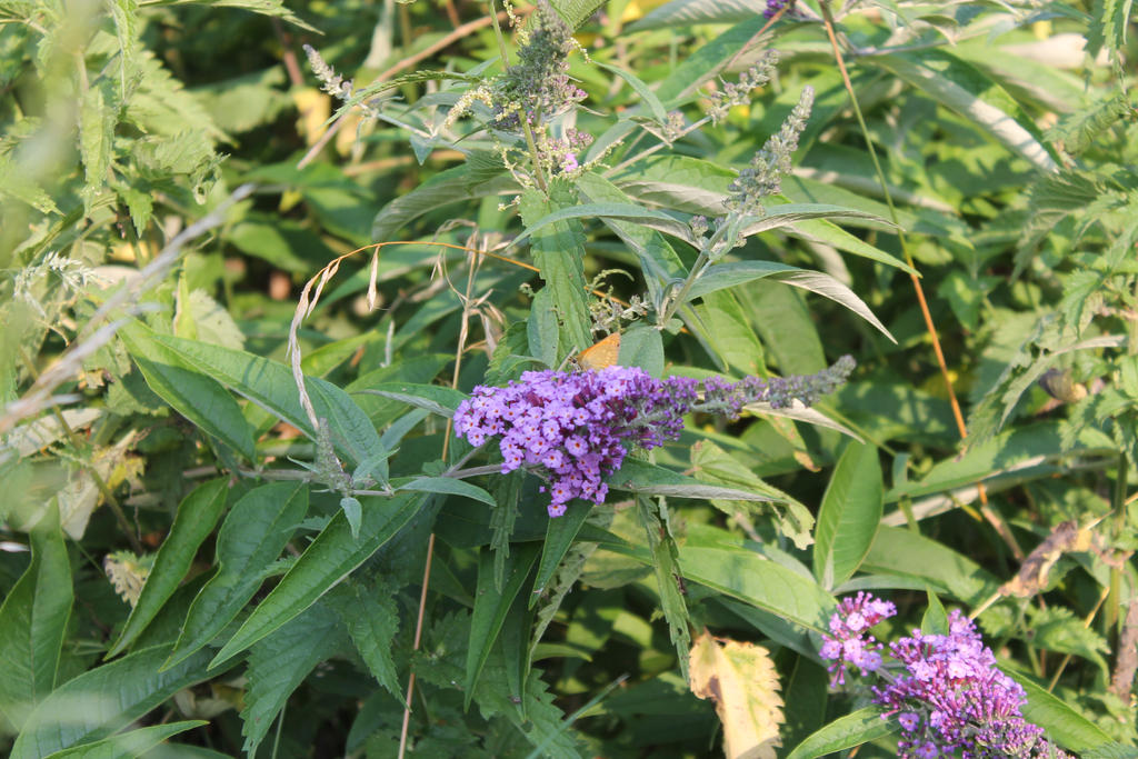 Butterfly magnet