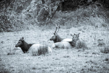 Elk