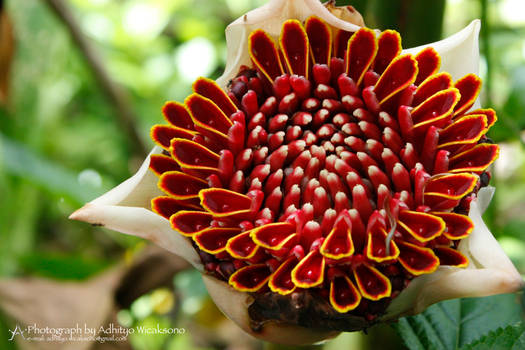 Red Zingiberaceae Flower