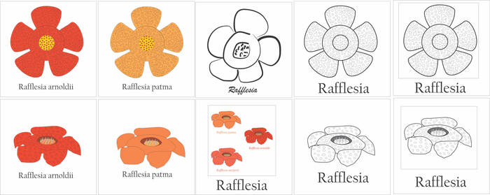T-Shirt Apparel Design - Rafflesia