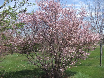 Pink Tree