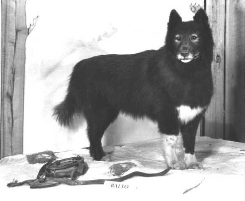 The Real Balto