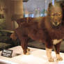 Photo of Balto