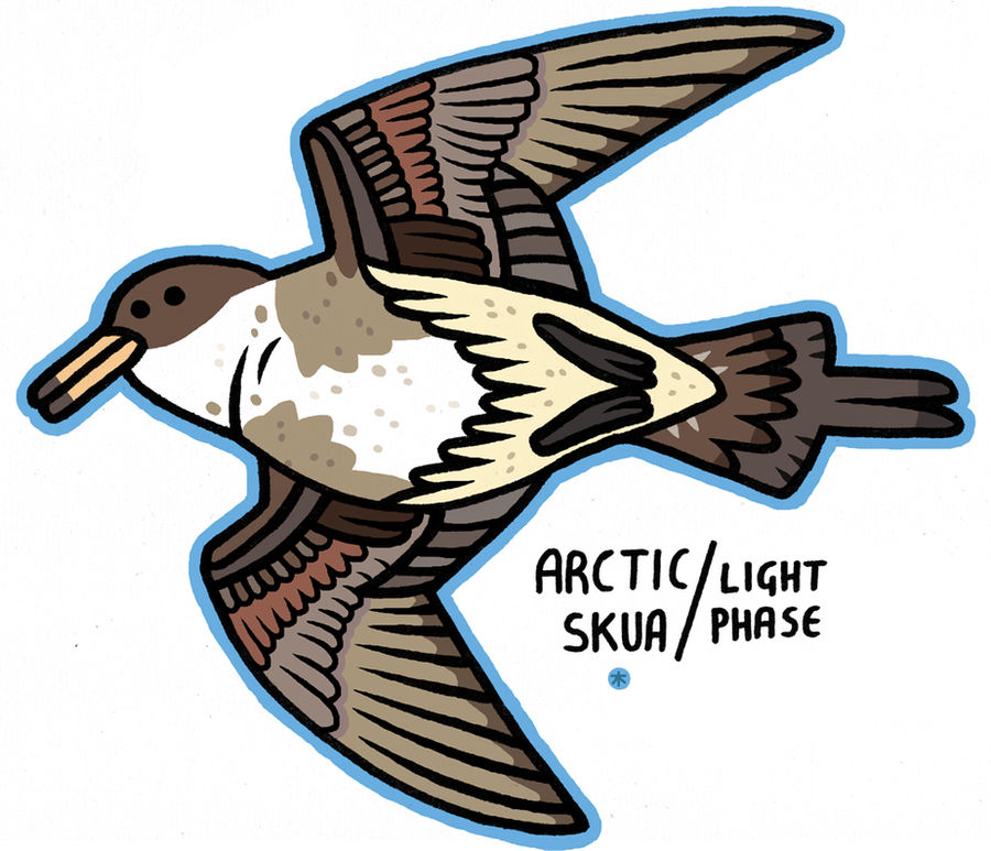 Arctic Skua Light Phase