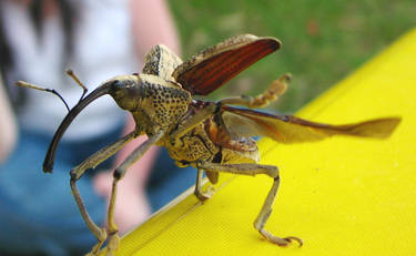 Curculionidae Weevil bt to fly