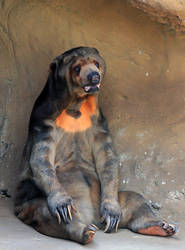 Sun Bear