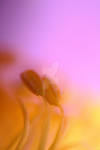 pasqueflower macro by Oo-lacrima-oO