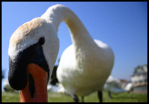 Inquisitive Swan Closeup