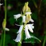 White BlueBell