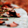 Fallen Leaves