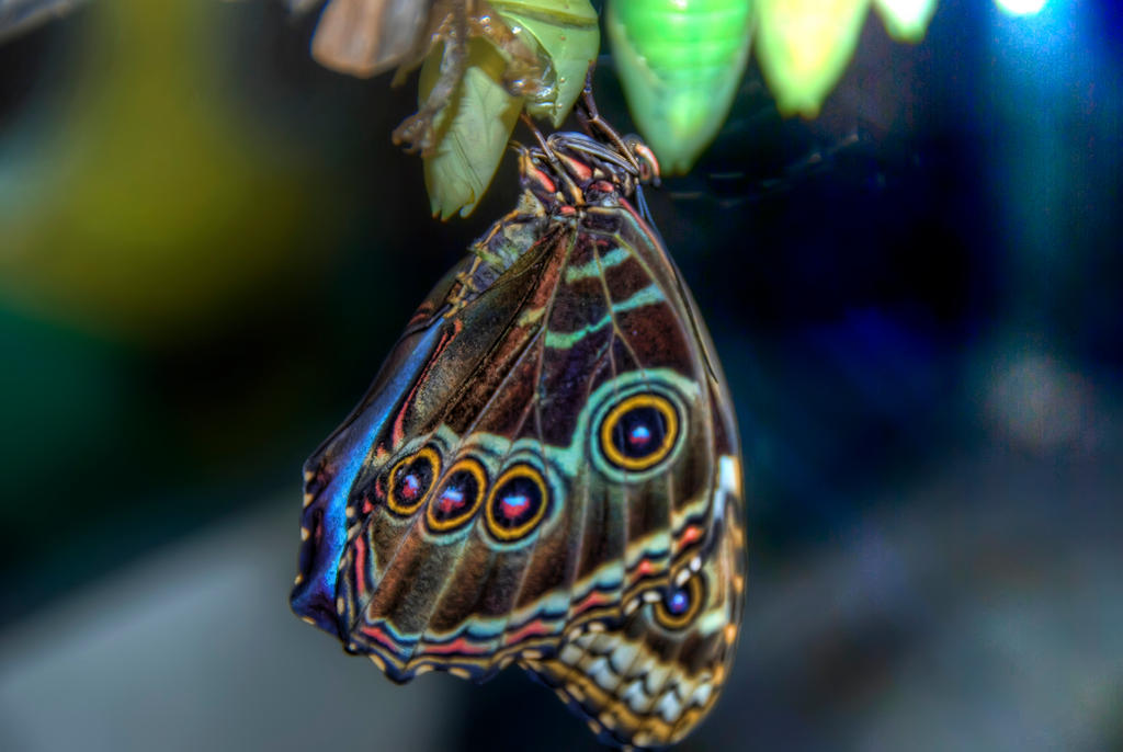 Butterfly HDR 01