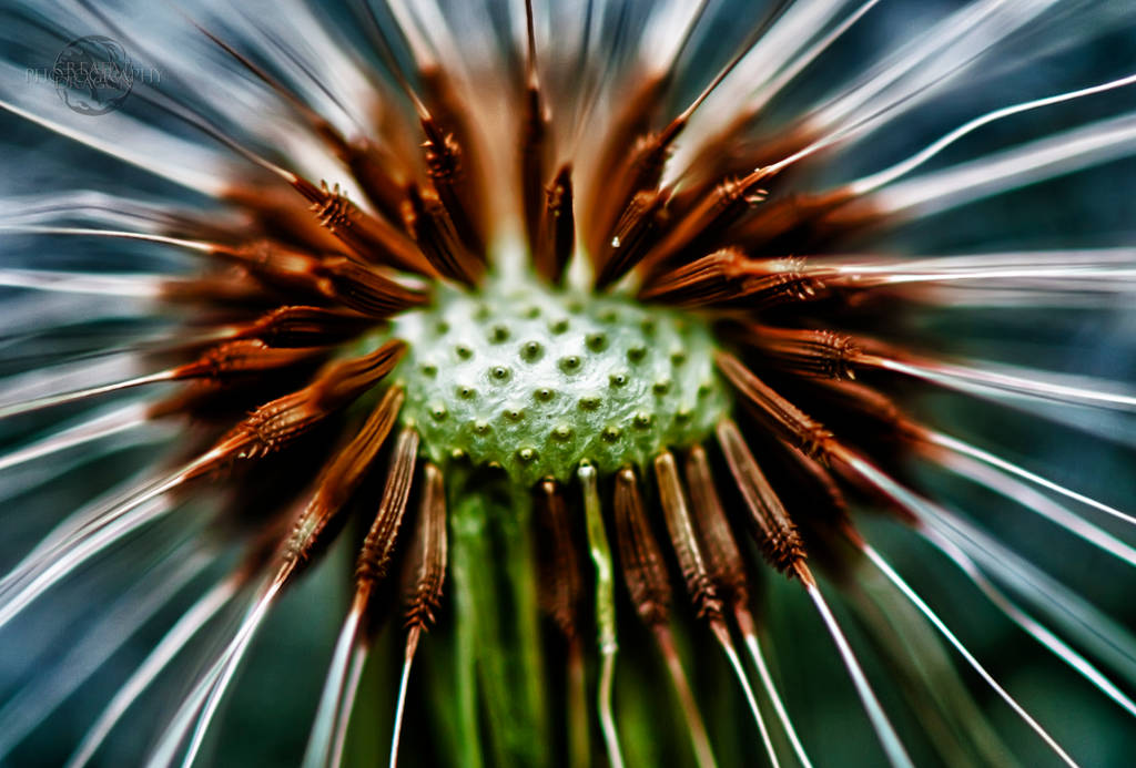 Dandelion HDR Macro 02 by Creative--Dragon