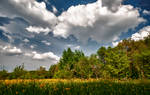 Yellow Flower Field HDR by Creative--Dragon