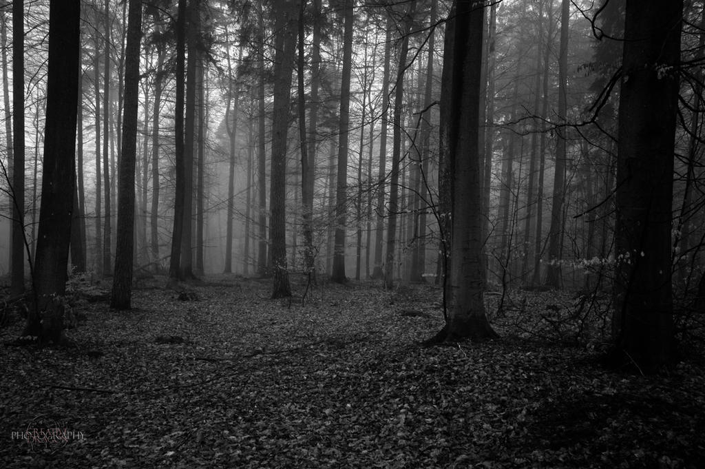 Gloomy Woods