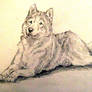 Husky Sketch