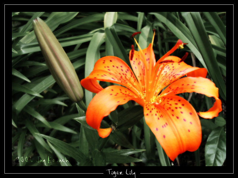 Tiger Lily 1