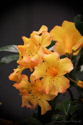 Yellow Rhododendron