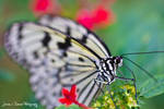 Idea leuconoe butterfly by JeRReZ