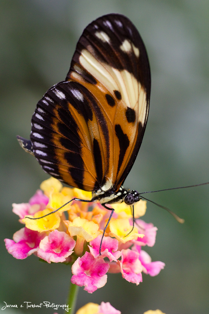 Longwing Butterfly